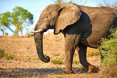 Buy stock photo Cropped shot of an elephant in it's natural habitat