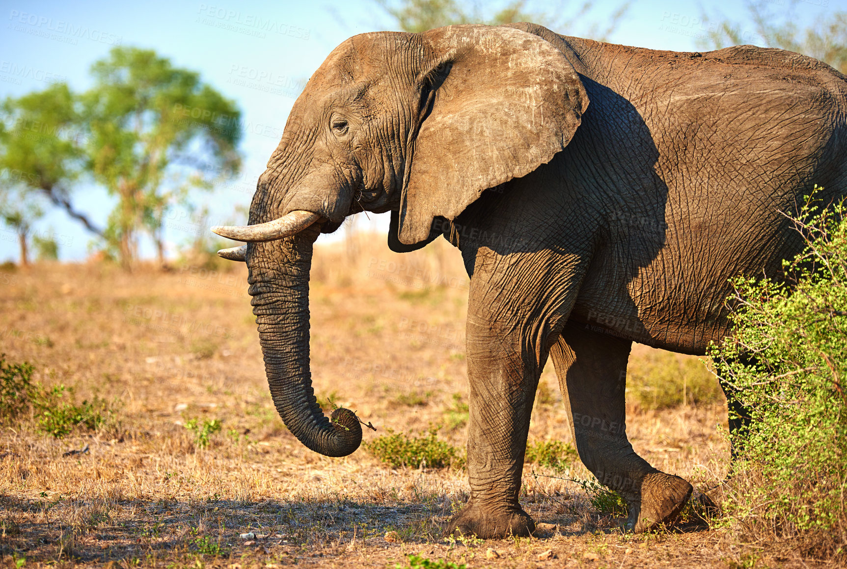 Buy stock photo Cropped shot of an elephant in it's natural habitat