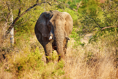 Buy stock photo Elephant, wildlife and nature with livestock in safari of big herbivore or animal in natural habitat. Jungle, wilderness or mammoth species with trunk or tusks in dry woods, grass field or forest