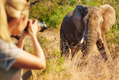 Buy stock photo Woman, photography and elephant in nature on trip, camera and travel journalist for ecosystem. Female person, reserve and photographer in jungle for conversation, capture wildlife and adventure