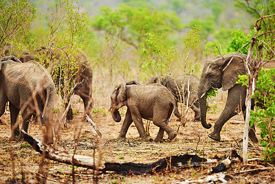 Buy stock photo Cropped shot of a herd of elephants in their natural habitat