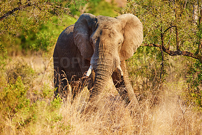 Buy stock photo Full length shot of an elephant in it's natural habitat