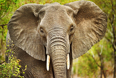 Buy stock photo Cropped shot of an elephant in it's natural habitat