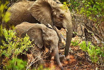 Buy stock photo Cropped shot of na mother elephant and her young calf in their natural habitat