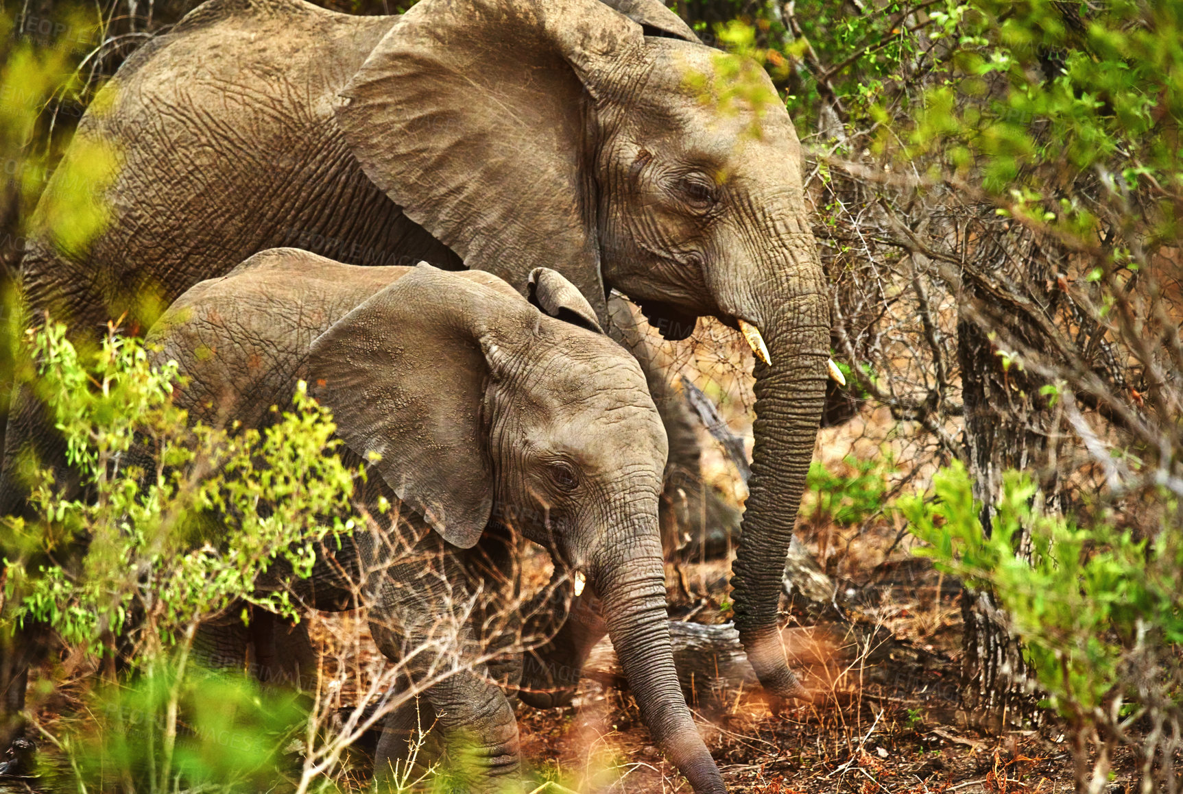Buy stock photo Cropped shot of na mother elephant and her young calf in their natural habitat