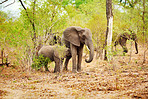 Elephants have deep family bonds