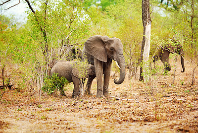 Buy stock photo Full length shot of a herd of elephants in their natural habitat