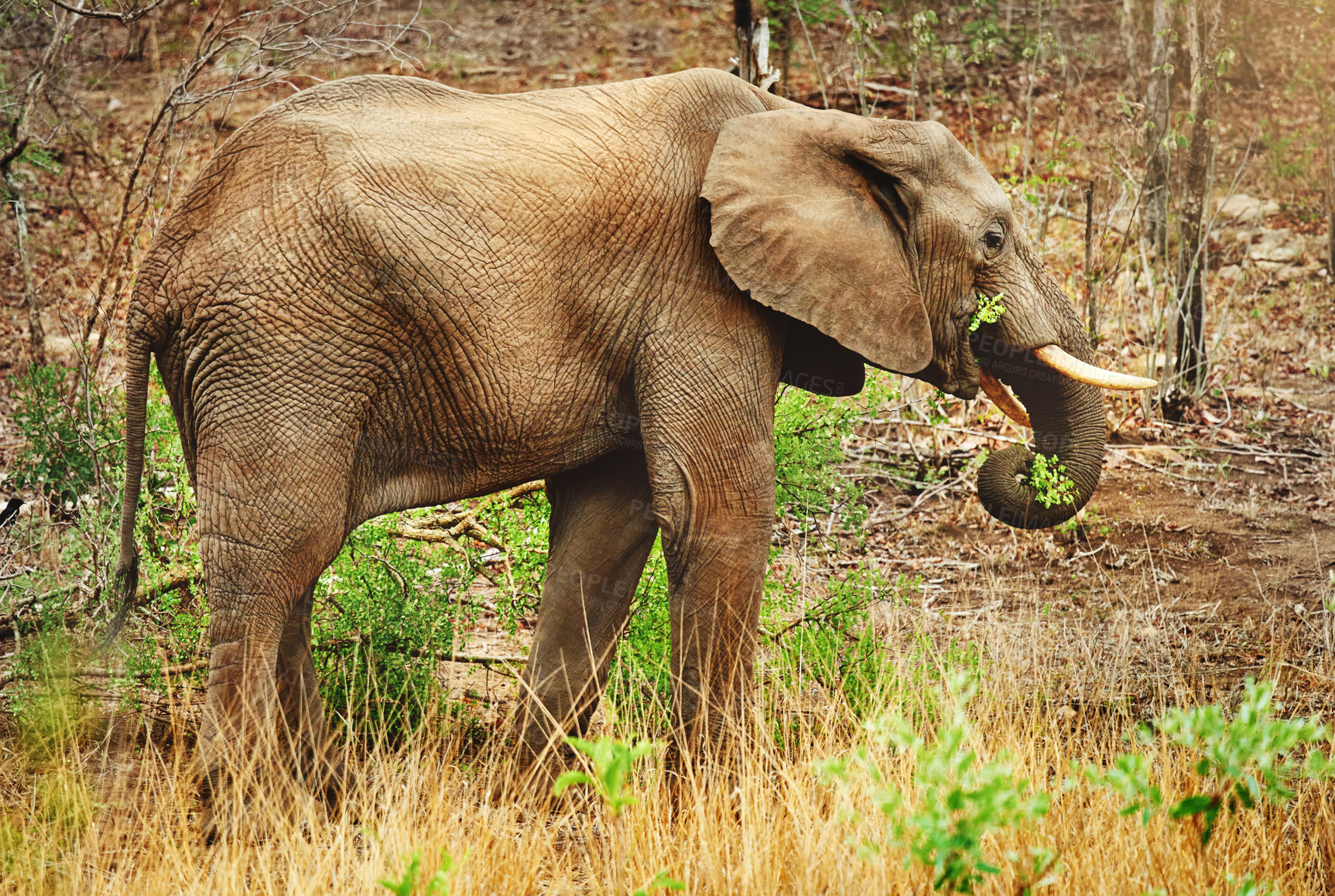 Buy stock photo Full length shot of an elephant in it's natural habitat