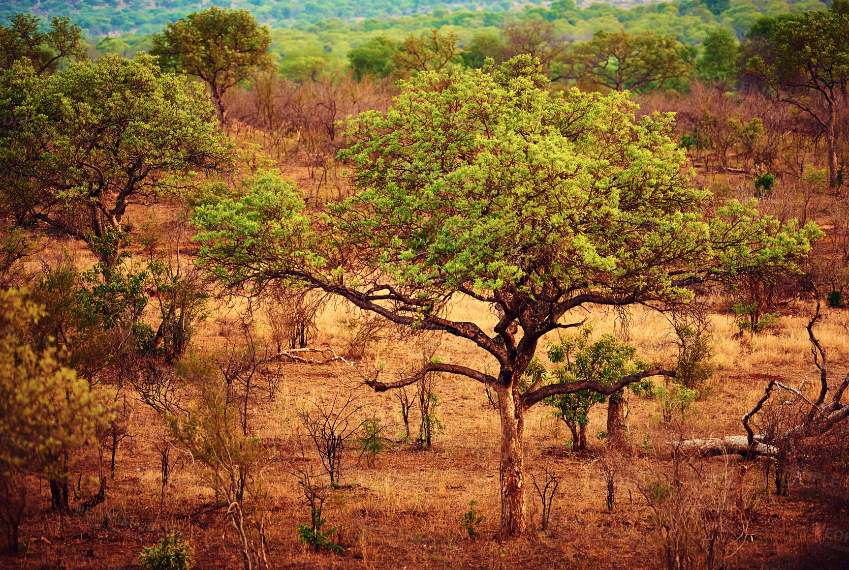 Buy stock photo Shot of the African bush