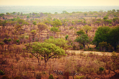 Buy stock photo Shot of the African bush