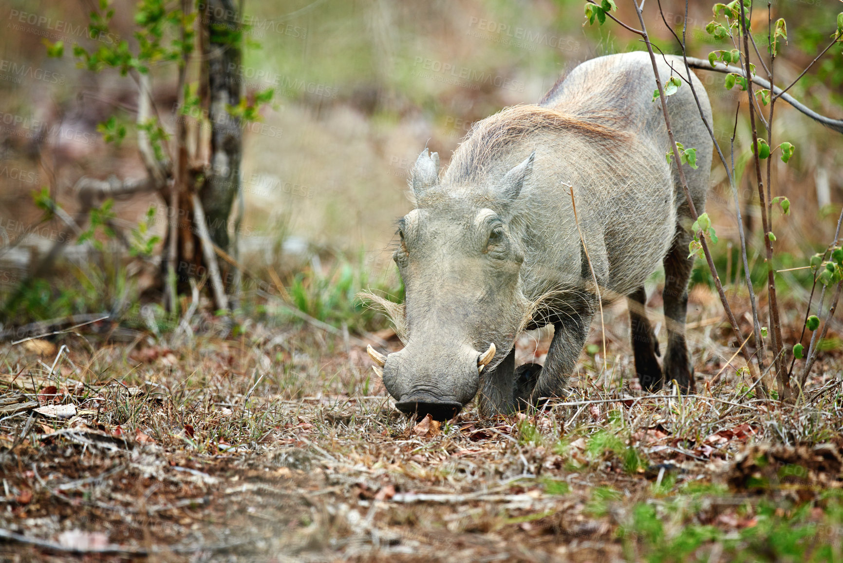 Buy stock photo Safari, warthog or eating grass in nature for ecology, herbivore or sustainability in natural habitat. Wildlife, indigenous animal or fauna feeding on plants in environment for hunger or conservation