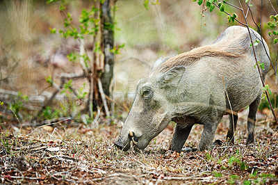 Buy stock photo Wildlife, warthog or eating grass in nature for ecology, herbivore or sustainability in natural habitat. Safari, indigenous animal or fauna feeding on plants in wilderness for hunger and conservation