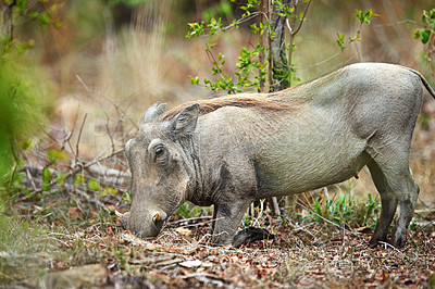 Buy stock photo Shot of a warthog in it's natural habitat, South Africa