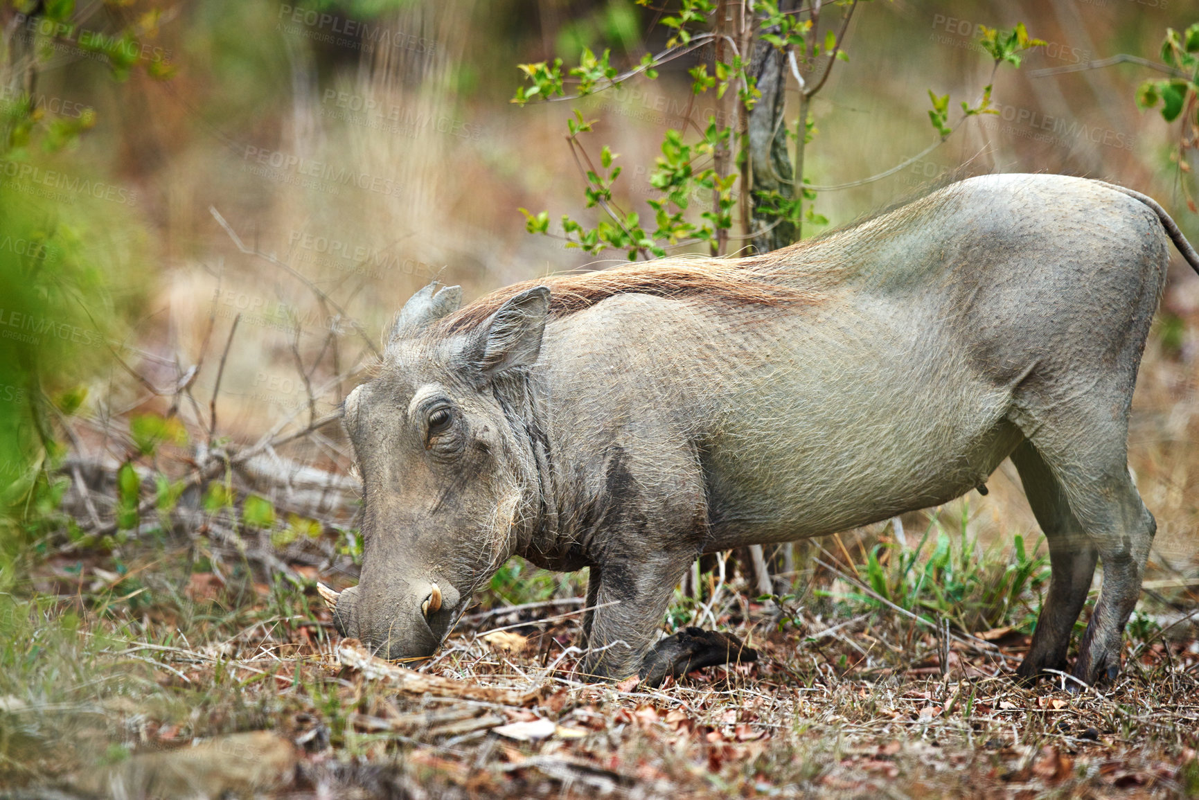 Buy stock photo Shot of a warthog in it's natural habitat, South Africa