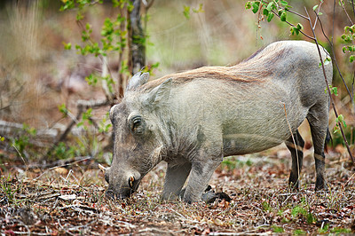 Buy stock photo Safari, warthog or eating plants in nature for ecology, herbivore or sustainability in natural habitat. Wildlife, indigenous animal or fauna feeding on grass in environment for hunger or conservation