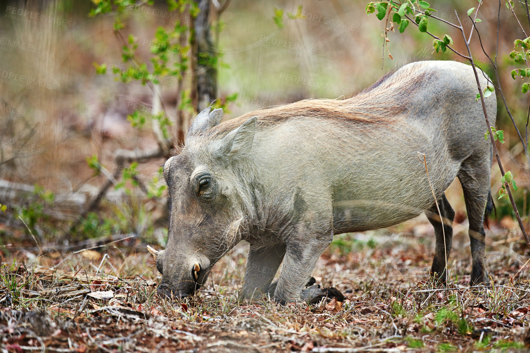 Buy stock photo Safari, warthog or eating plants in nature for ecology, herbivore or sustainability in natural habitat. Wildlife, indigenous animal or fauna feeding on grass in environment for hunger or conservation