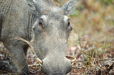 Buy stock photo Safari, warthog and foraging grass in nature for ecology, herbivore and sustainability in natural habitat. Wildlife, indigenous animal and feeding on plants in environment for hunger or conservation