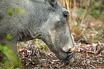 Up close and personal with a warthog