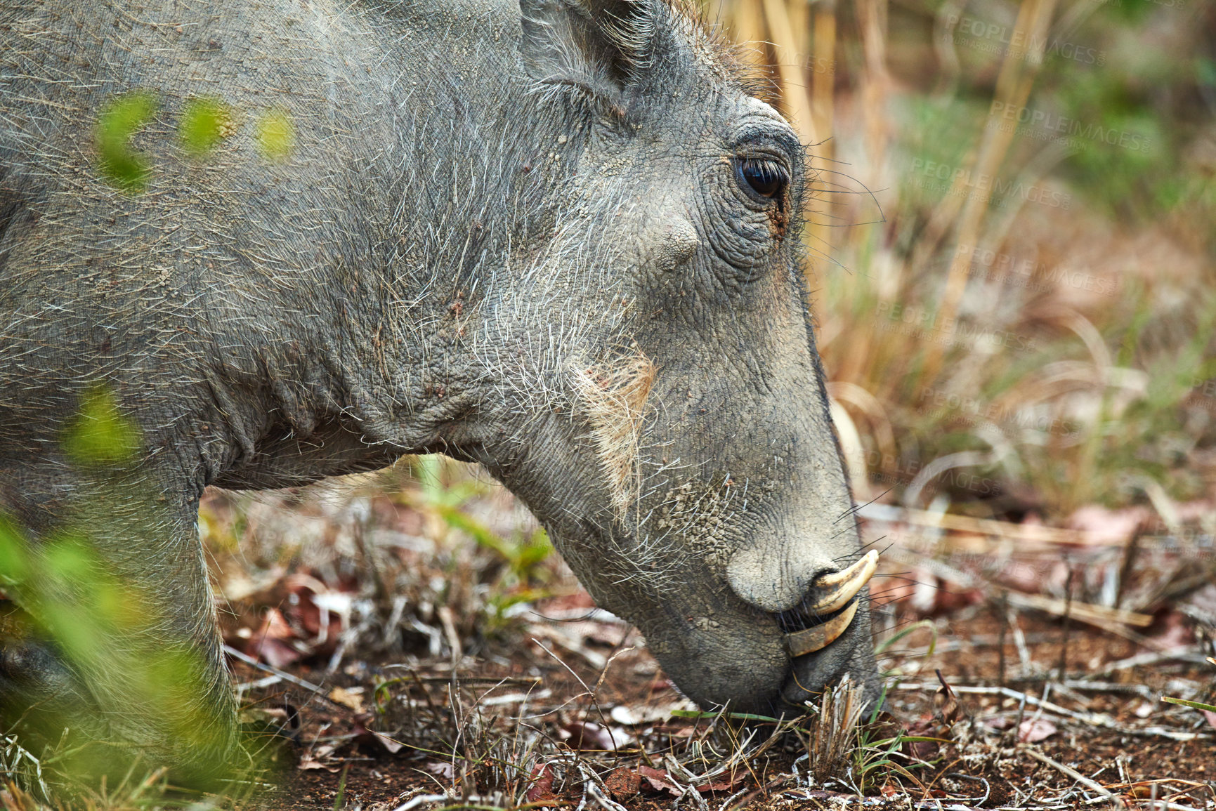 Buy stock photo Safari, warthog and eating grass outdoor for ecology, hungry or sustainability in natural habitat. Wildlife, indigenous animal and fauna feeding on plants in environment for foraging or conservation