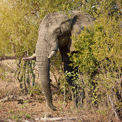 Buy stock photo Elephant, safari and African animal in grass field in Kenya at wildlife, eco and adventure park outdoor. Nature, bush and game conservation area with wild creature in remote terrain for protection