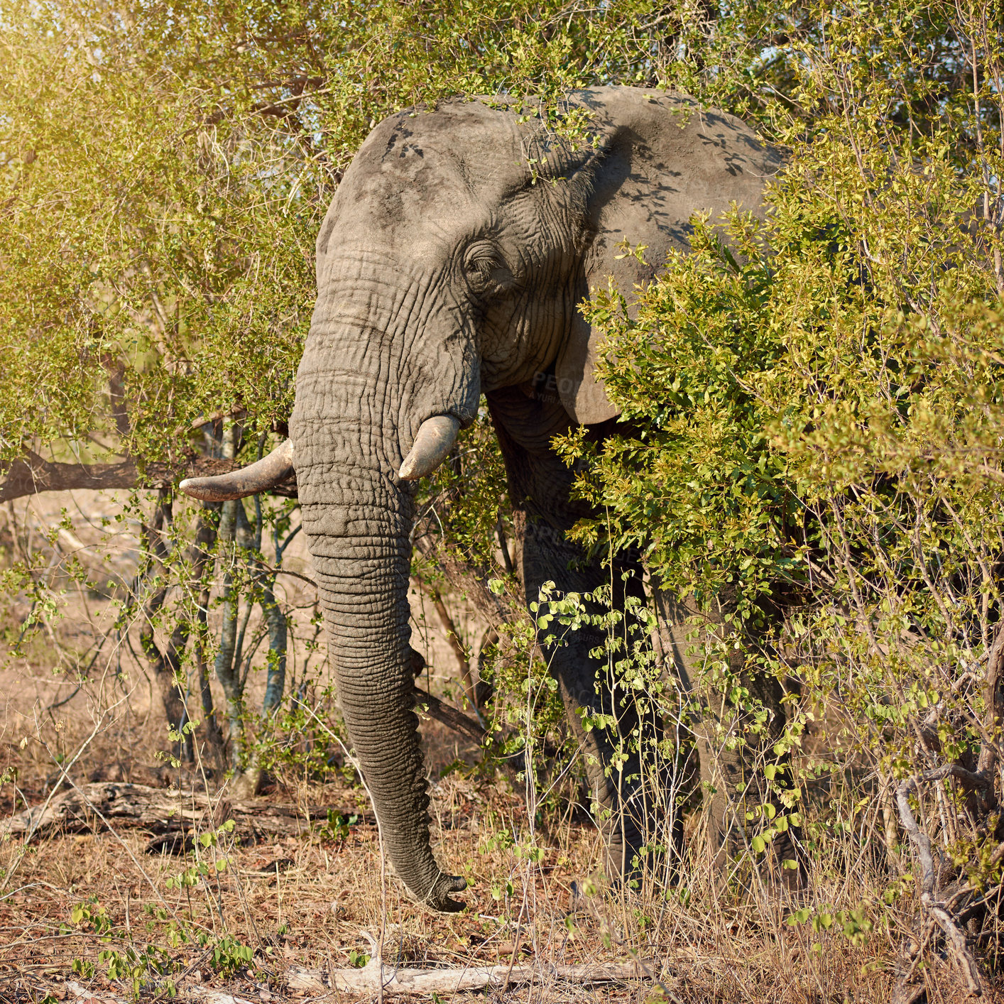 Buy stock photo Elephant, safari and African animal in grass field in Kenya at wildlife, eco and adventure park outdoor. Nature, bush and game conservation area with wild creature in remote terrain for protection