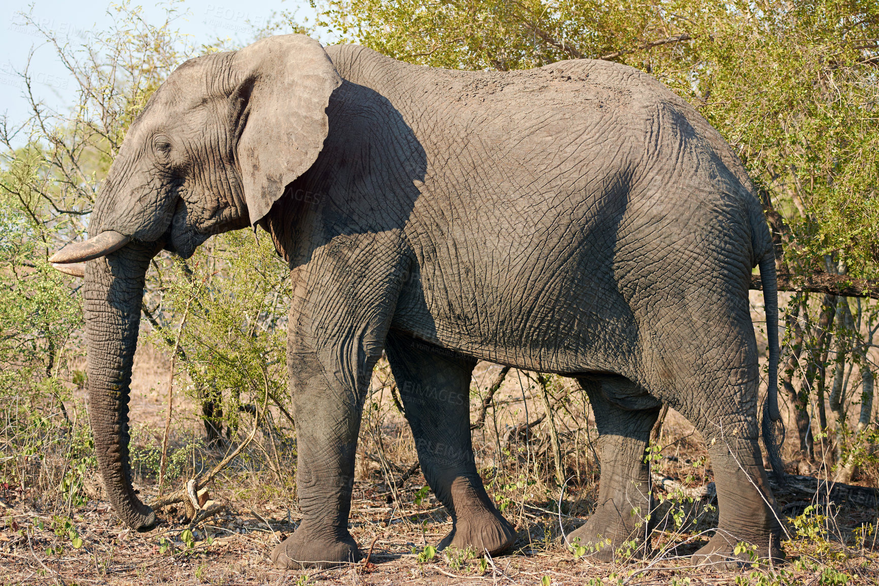 Buy stock photo Elephant, safari and African animal outdoor in Kenya at wildlife, eco and adventure park in environment. Nature, bush and game conservation area with wild creature in remote terrain for protection