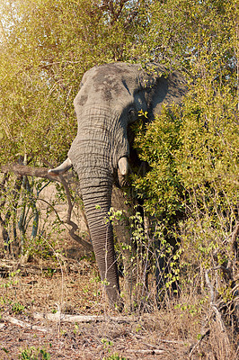 Buy stock photo Elephant, safari and animal in grass field in Kenya at wildlife, eco and adventure park outdoor. Nature, bush and African game conservation area with wild creature in remote terrain for protection