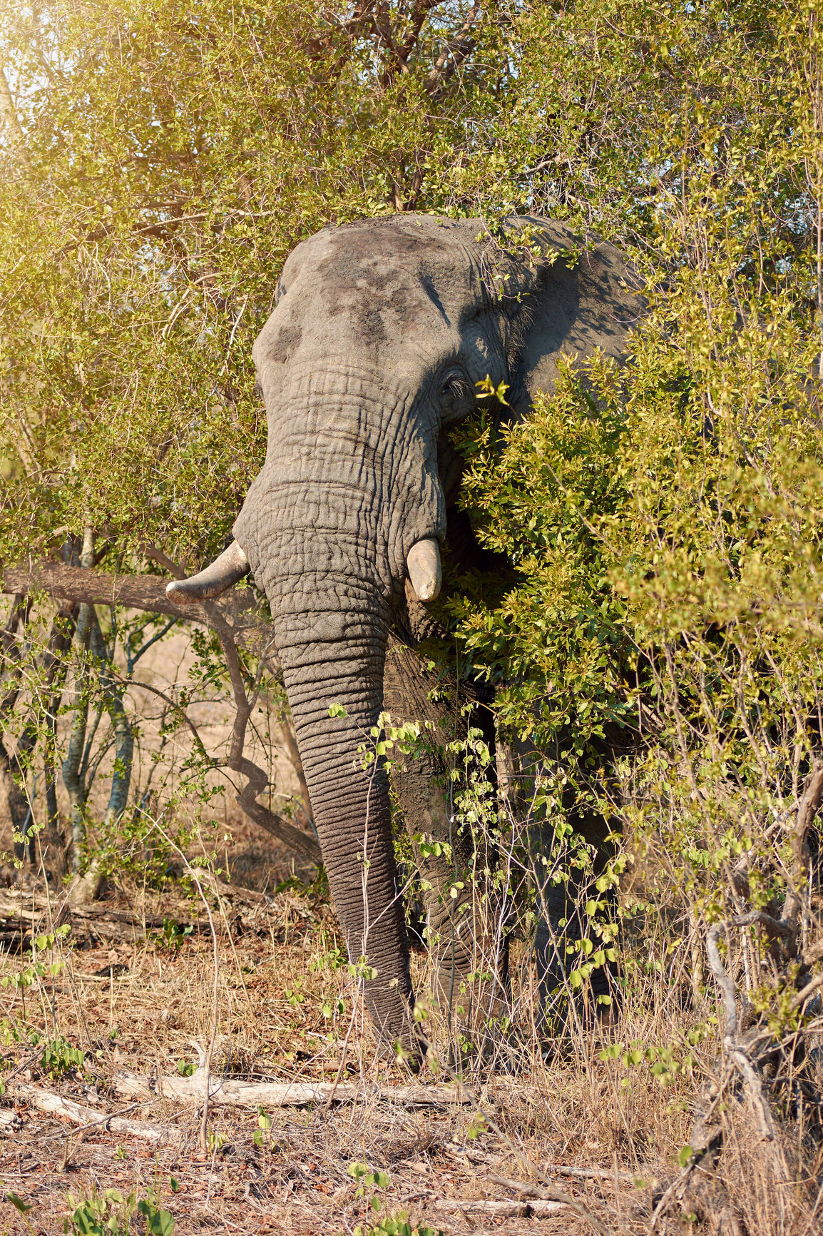 Buy stock photo Elephant, safari and animal in grass field in Kenya at wildlife, eco and adventure park outdoor. Nature, bush and African game conservation area with wild creature in remote terrain for protection