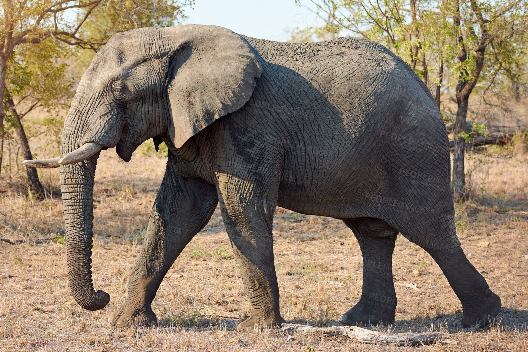 Buy stock photo Full length shot of an elephant in the wild