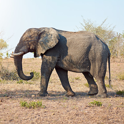 Buy stock photo Safari, tourism and elephant walking on African nature reserve in wildlife for safety or conservation. Outdoor, summer and animal in natural habitat alone with eco friendly environment or ivory tusks