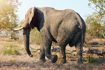 Buy stock photo Safari, back view and elephant walking on African nature reserve in wildlife for safety or conservation. Outdoor, summer and animal in natural habitat alone with eco friendly environment or trees