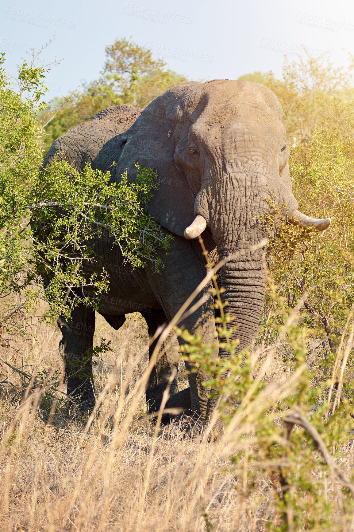 Buy stock photo Elephant, field and African animal in grass in Kenya at wildlife, eco friendly and adventure park outdoor. Nature, safari and game conservation with wild creature in remote terrain for protection