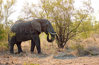 Buy stock photo Safari, bush or elephant in African nature or reserve in wildlife for safety or conservation. Outdoor, summer and animal in natural habitat walking alone with eco friendly environment, field or trees