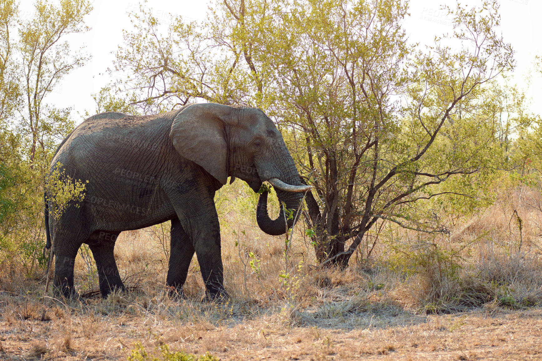 Buy stock photo Safari, bush or elephant in African nature or reserve in wildlife for safety or conservation. Outdoor, summer and animal in natural habitat walking alone with eco friendly environment, field or trees