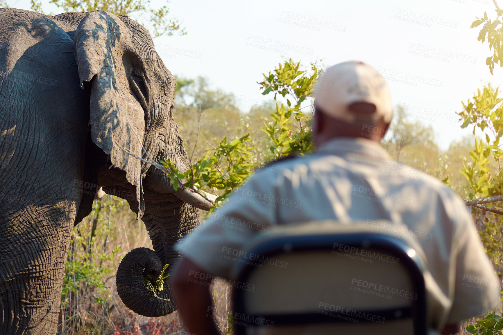 Buy stock photo Elephant, safari and wildlife with man in nature reserve to explore sustainability of animal conservation. Environment, game and South Africa with tourist at location for adventure or discovery