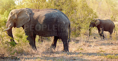 Buy stock photo Safari wildlife, tourism and elephants on African nature reserve in field for safety or conservation. Outdoor, summer and animals in natural habitat with eco friendly environment, trees or bushes