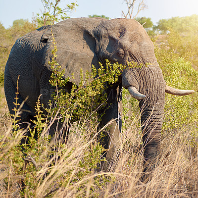 Buy stock photo Elephant, safari and African animal in savannah grass field in Kenya at wildlife, eco and park outdoor. Nature, bush and game conservation area with creature in remote terrain for protection