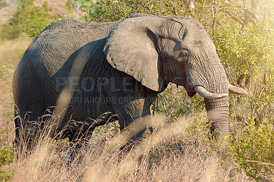 Buy stock photo Elephant, eco safari and African animal in field in Kenya at wildlife, sustainable and park outdoor. Nature, bush and game conservation area with wild creature in remote terrain for protection