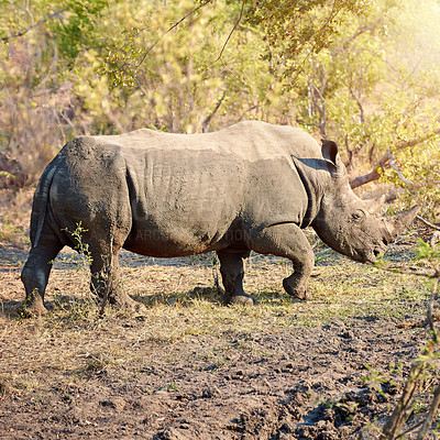 Buy stock photo Rhino, conservation and protected in nature for survival, poaching prevention or safe environment. Endangered species, ecosystem or animal in safari for risk awareness in wildlife reserve in Africa