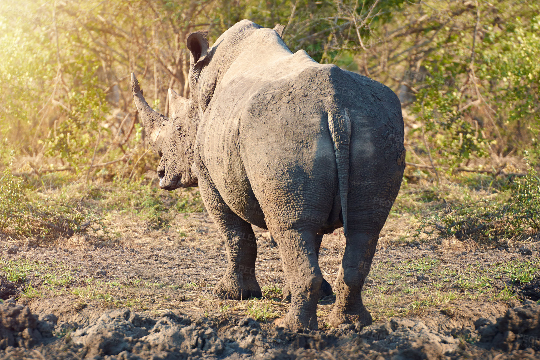 Buy stock photo Rhino, conservation and back in nature for protection, poaching prevention or safe environment. Endangered species, ecosystem or animal in safari for risk awareness in wildlife reserve in Africa