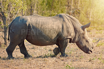 Buy stock photo Full length shot of a rhinoceros in the wild