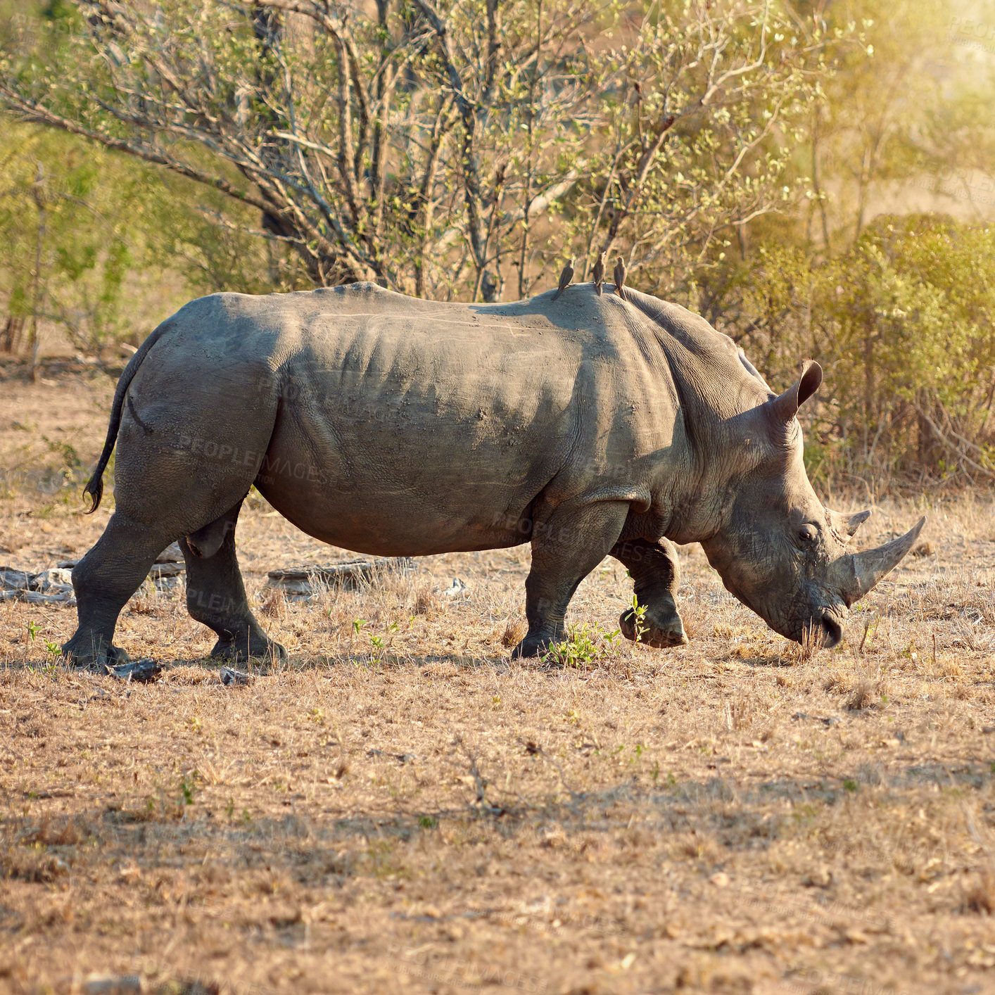 Buy stock photo Rhino, conservation and journey in nature for protection, poaching prevention or birds for symbiotic relationship. Endangered, ecosystem or animal in safari for risk awareness at reserve in Africa