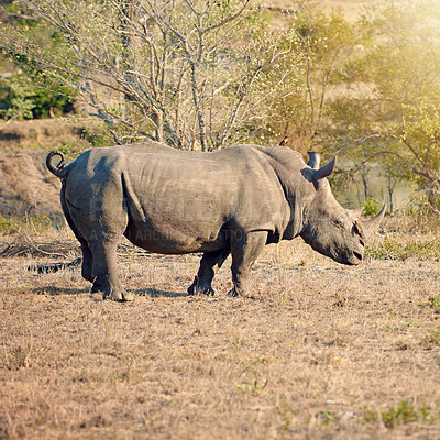 Buy stock photo Rhino, ecosystem and protected in nature for survival, poaching prevention or safe environment. Endangered species, conservation or animal in safari for risk awareness in wildlife reserve in Africa