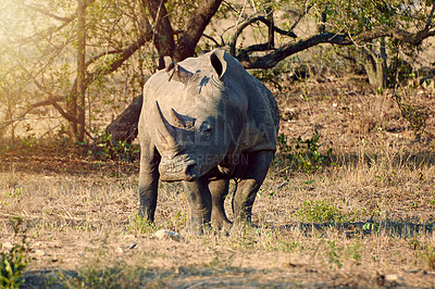 Buy stock photo Full length shot of a rhinoceros in the wild