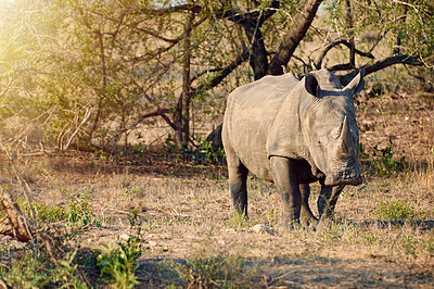 Buy stock photo Wildlife, walking and rhino in natural habitat for survival, eating grass and conservation with species. Safari, solitary animal and herbivore in countryside, indigenous horn and target for poaching