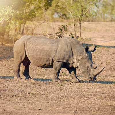 Buy stock photo Rhino, conservation and protected in nature for safety, poaching prevention or secure environment. Endangered species, ecosystem or animal in safari for risk awareness in wildlife reserve in Africa