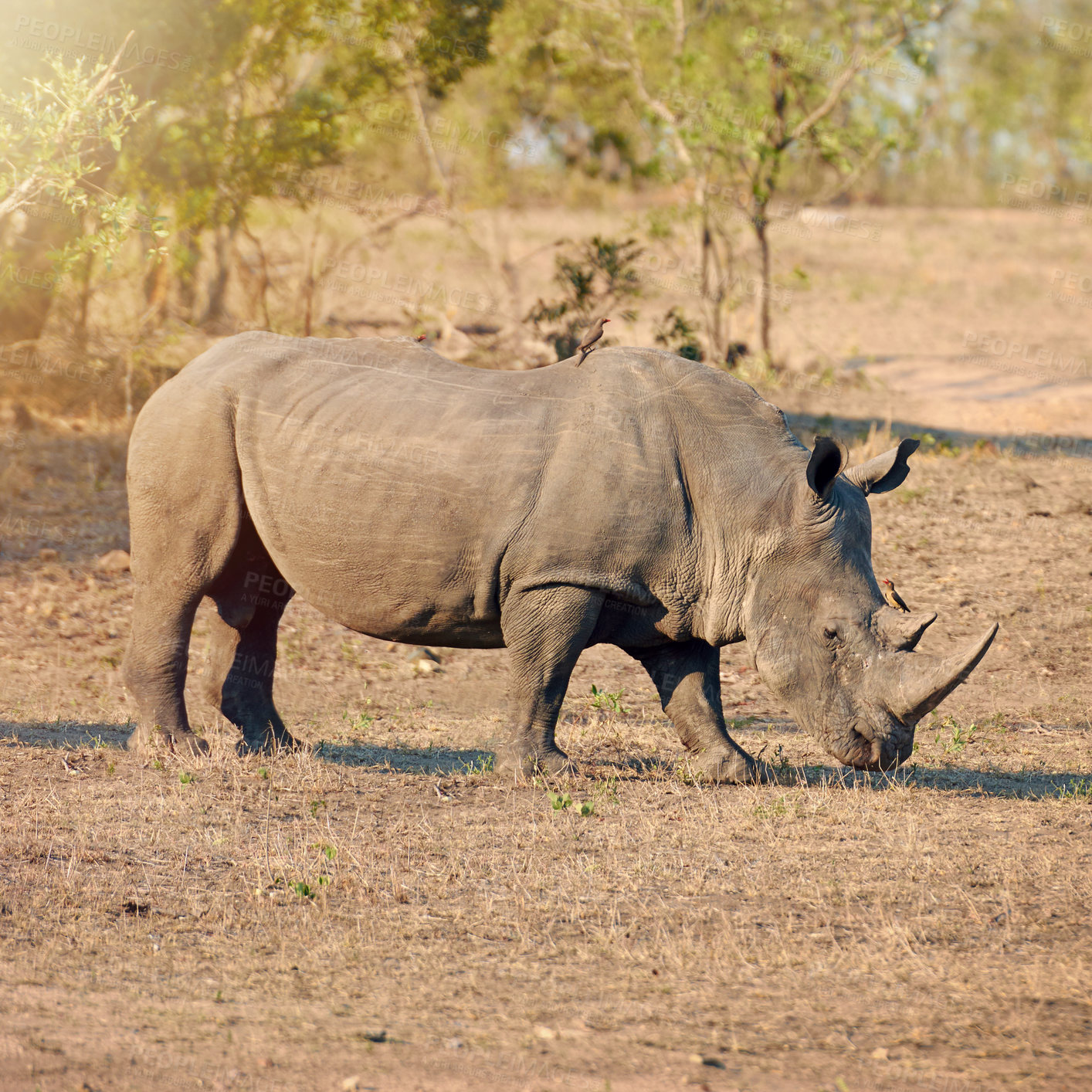 Buy stock photo Rhino, conservation and protected in nature for safety, poaching prevention or secure environment. Endangered species, ecosystem or animal in safari for risk awareness in wildlife reserve in Africa