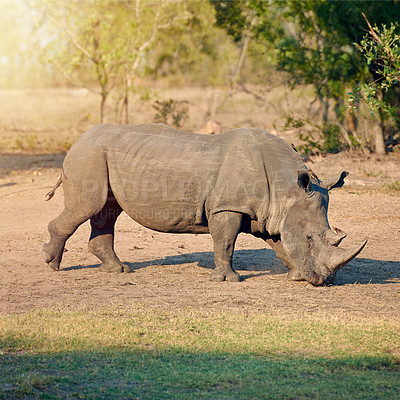 Buy stock photo Rhino, conservation and eating in nature for survival, poaching prevention or safe environment. Endangered species, ecosystem or animal in safari for risk awareness in wildlife reserve in Africa