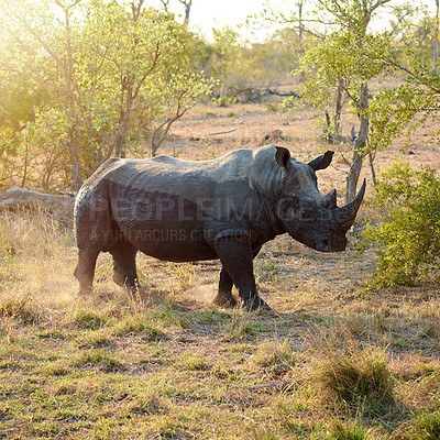 Buy stock photo Wildlife, walking and rhino in nature habitat for survival, eating grass and conservation with species. Safari, solitary animal and herbivore in countryside, indigenous horn and target for poaching