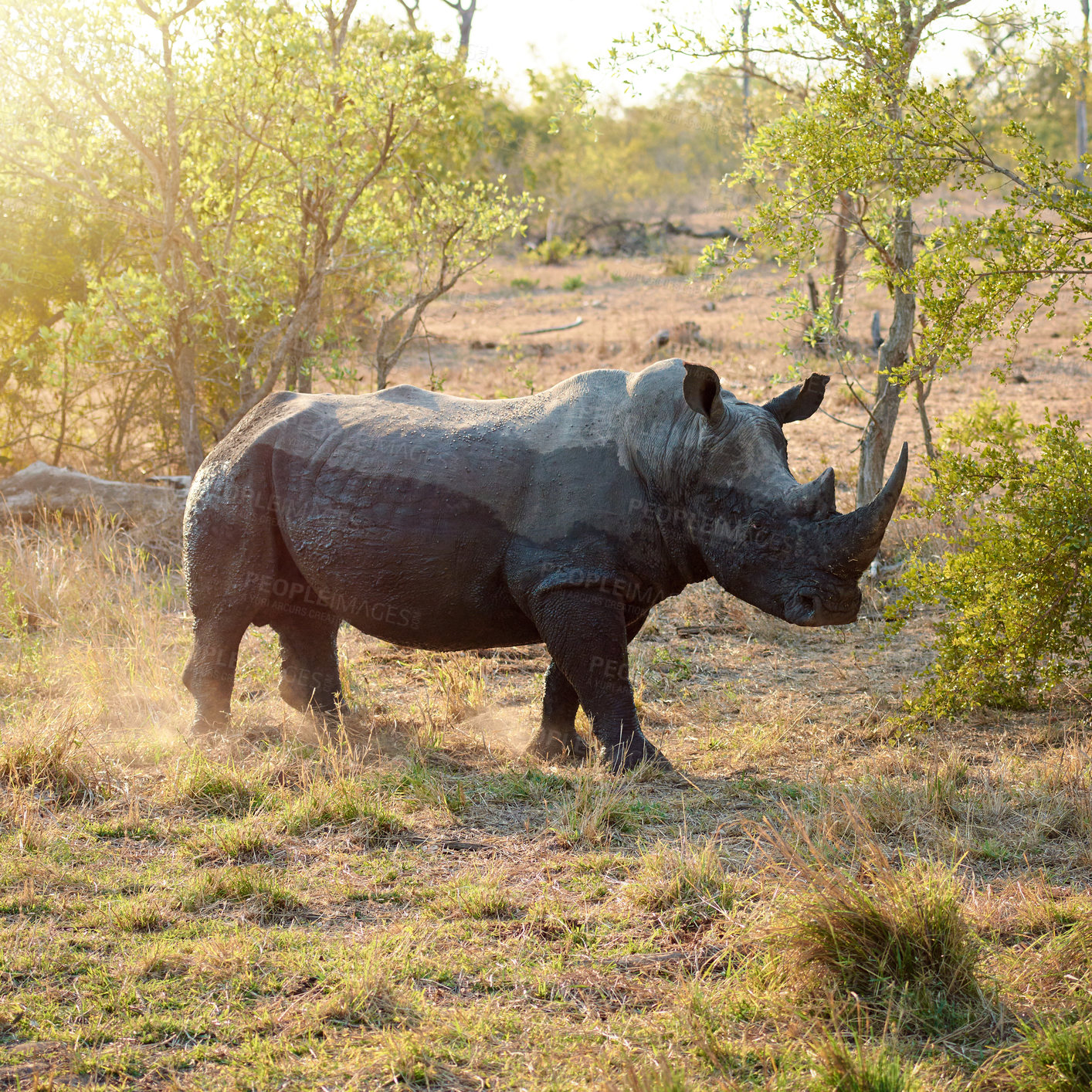 Buy stock photo Wildlife, walking and rhino in nature habitat for survival, eating grass and conservation with species. Safari, solitary animal and herbivore in countryside, indigenous horn and target for poaching